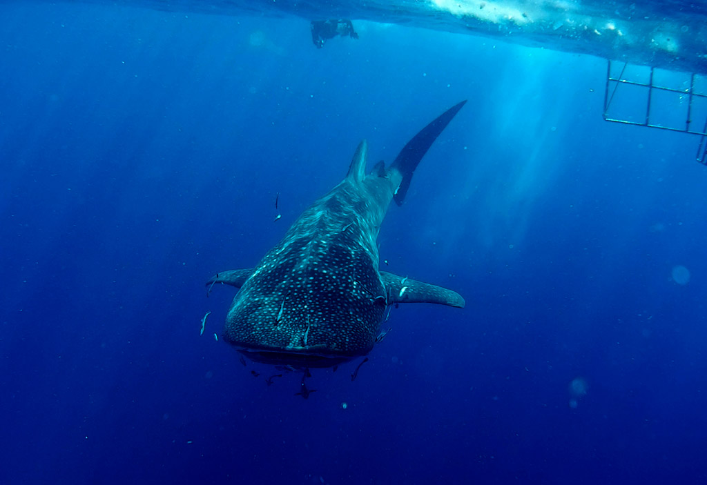 What does a whale shark look like?